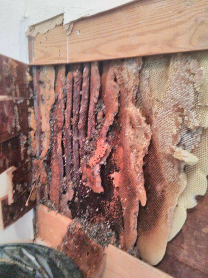 1510421_611404332229358_5875255559932593595_n