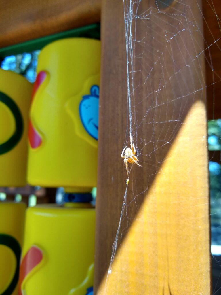 spidernest web removal
